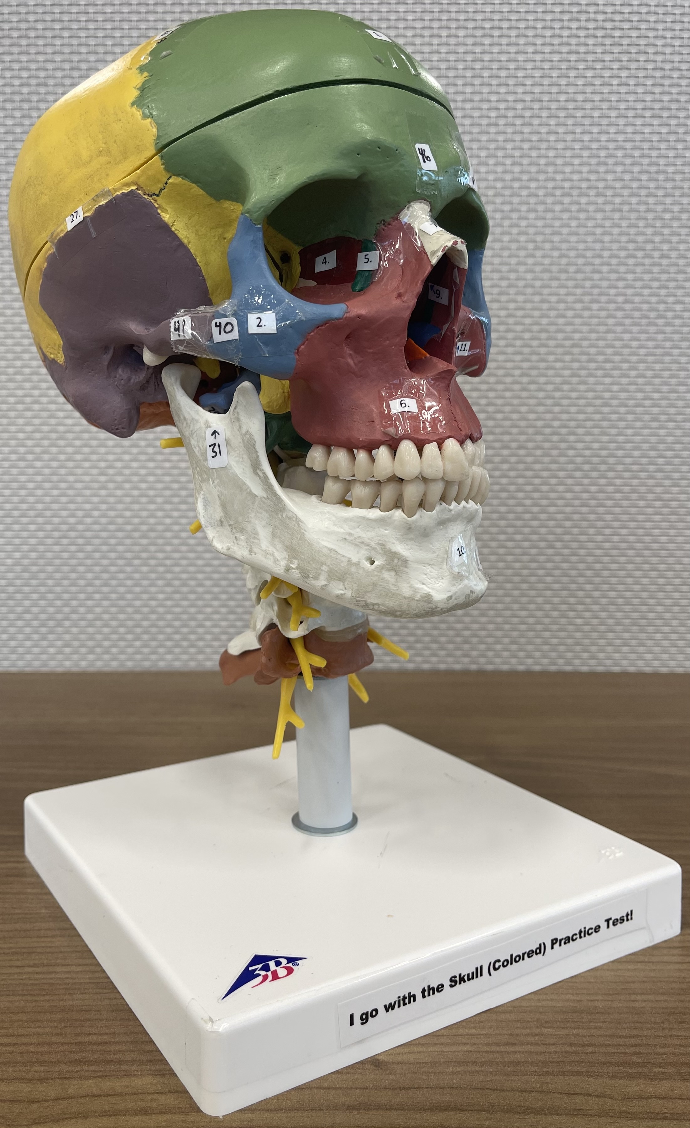 Skull Model